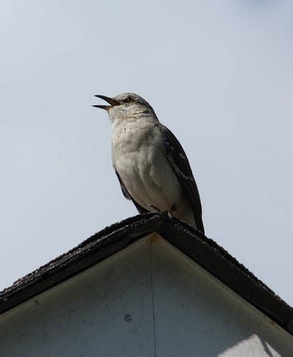Life Through A Lens The Tennessee State Bird