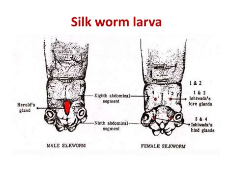 Lecture 8 Types Of Silk Wormpptx