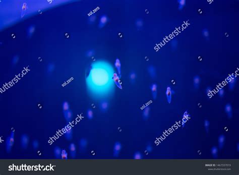 Naked Sea Butterfly Sea Angel Stock Photo 1467337019 Shutterstock