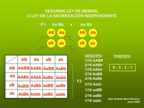 Genetica Mendeliana Leyes De Mendel Basica Para Principiantes Ppt