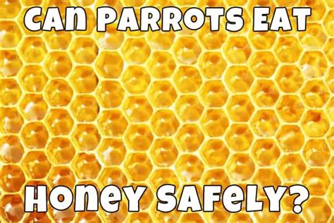 Can Parrots Eat Honey Safely Talkie Parrot