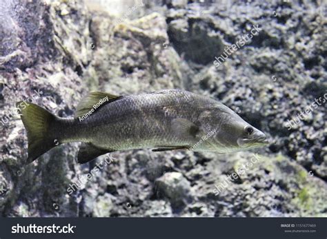 The Barramundi Lates Calcarifer Or Asian Sea Royalty Free Stock