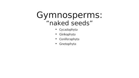 PPT Gymnosperms Naked Seeds Cycadophyta Ginkophyta Coniferaphyta Gnetophyta DOKUMEN TIPS