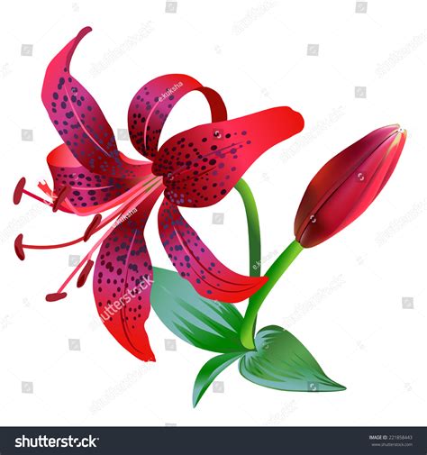 20085 Tiger Lily Images Stock Photos And Vectors Shutterstock