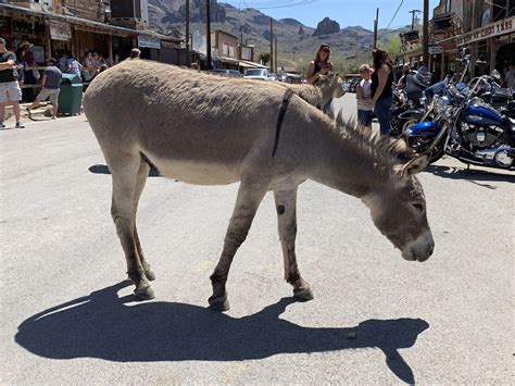 Pin by Becky Ward on Vacation - Arizona Scrapbook | Horses, Animals