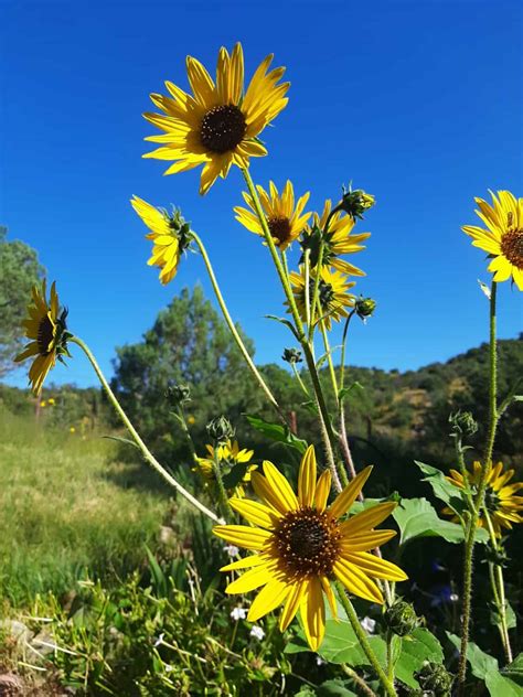 Helianthus Annuus Sierra County Citizen