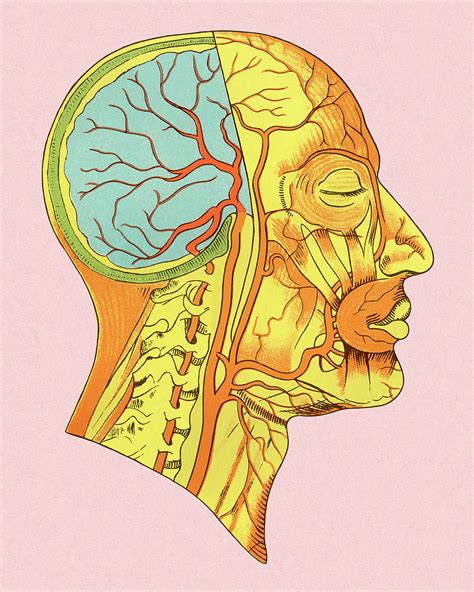 Muscles Of The Head Diagram Drawing By Csa Images Pixels