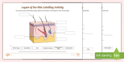 Layers Of The Skin Differentiated Labelling Activity Worksheets Library