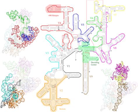 Rrna Structure