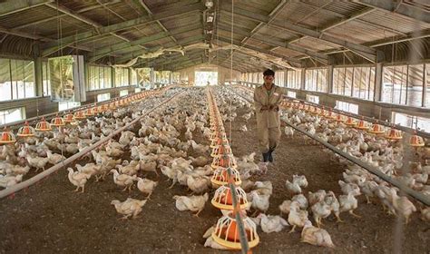 poultry house equipment intallation | Aster Vender Other Services