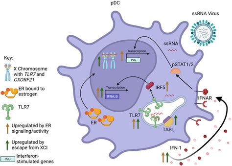 Frontiers Sex Chromosome Complement And Sex Steroid Signaling