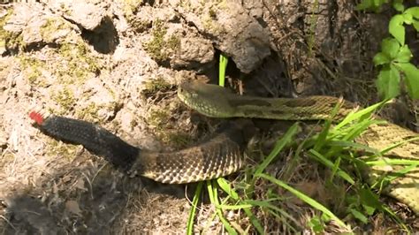 2024 Rattlesnake Round-Up kicks off in Wyoming County