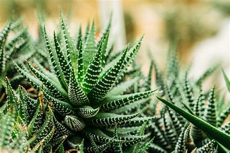 Haworthia (Haworthia Limifolia) | İstanbul Çiçekleri