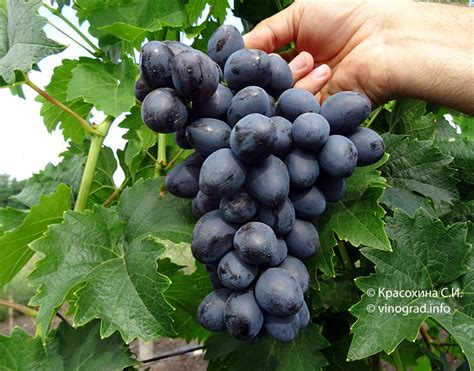 Краса Балок — гибридная форма винограда