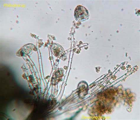 Botany Blog Thing