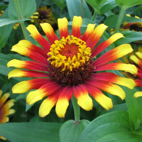 Балконные растения-неженки | Любимые цветы