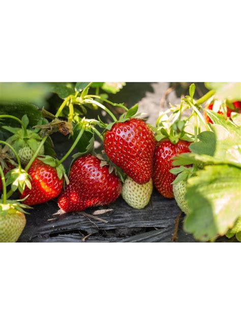 Strawberry Seeds in Seed Gardening - Walmart.com