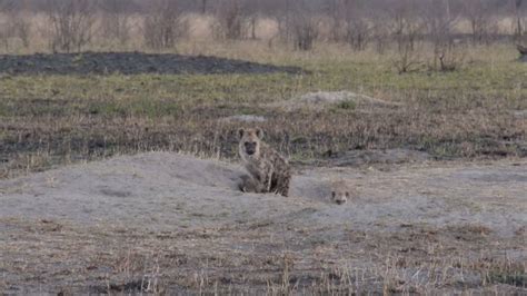 Lions Hunting Hyenas Videos and HD Footage - Getty Images