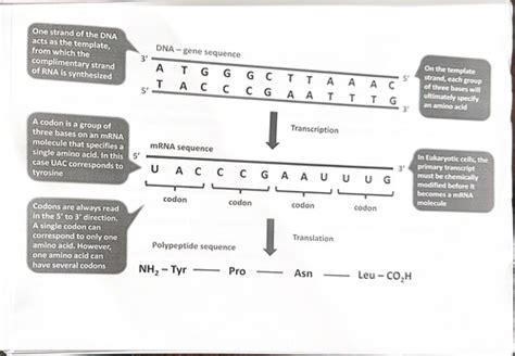 Transcription Translation Flashcards Quizlet