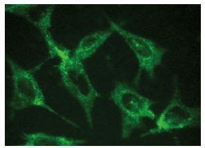 INDOL1 Antibody C 9 SCBT Santa Cruz Biotechnology