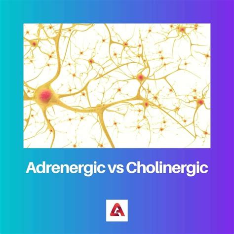 Adrenergic Vs Cholinergic Difference And Comparison