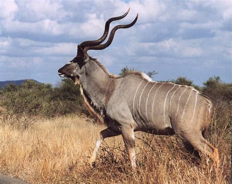 Hunting Kudu In Africa Huntershill Safaris