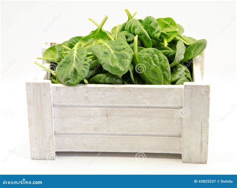 Spinach Stock Image Image Of Vegetable Vegetables Leaf 43825237