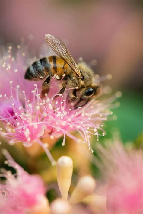 11 Spiritual Meanings Of Bees Landing On You Good Luck