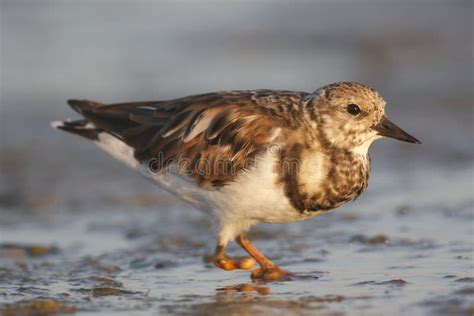 Ruddy Turnstone Arenaria Interpres Stock Image Image Of