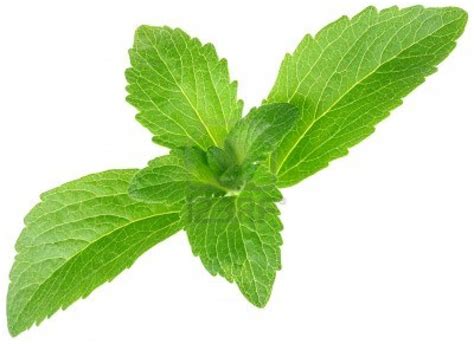 Stevia Leaves Garden Diary