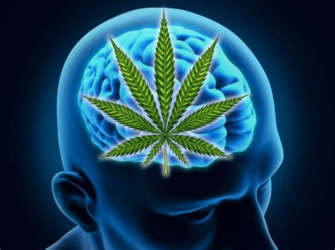 The Positive Effects of Marijuana on the Elderly Brain