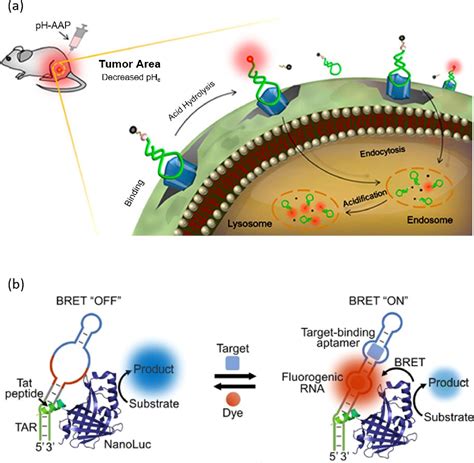 Figure 1 From Recent Advances In Biological Applications Of Aptamer