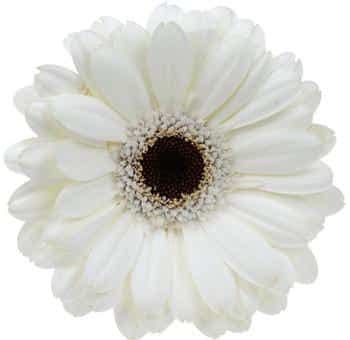 White Gerbera Daisy Black Center - JR Roses