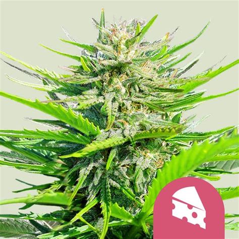 Feminisierte Cannabissamen Von Royal Cheese Kaufen Royal Queen Seeds