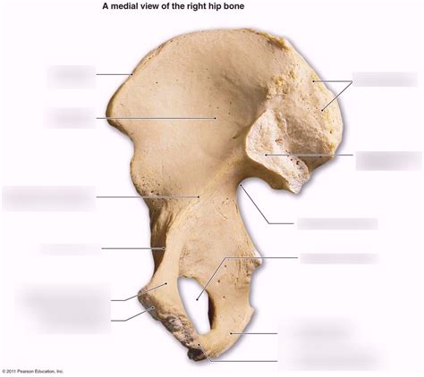 Pelvic Girdle Medial View Diagram Quizlet