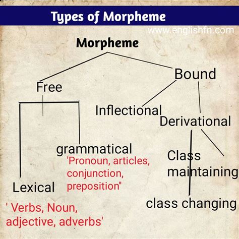 Morphology Definition Types Function Of Morpheme In 2023 English