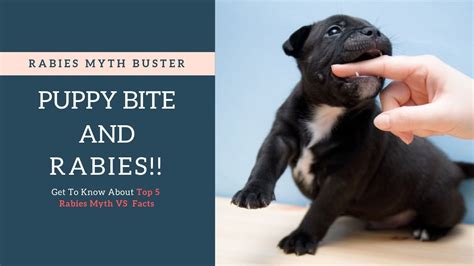 Puppy Bite Cause Rabies | Top 5 Rabies Myths & Facts