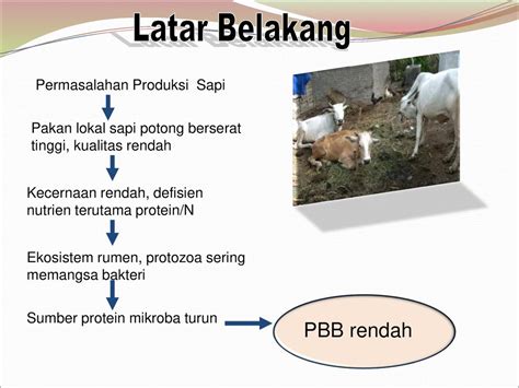 Departemen Ilmu Nutrisi Dan Teknologi Pakan Fakultas Peternakan Ipb