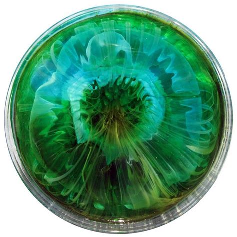 30 Best Images About Klari Reis On Pinterest Petri Dish Dishes And