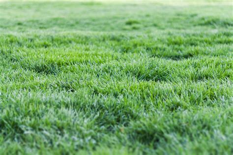 Foto Von Grünem Gras · Kostenloses Stock-Foto