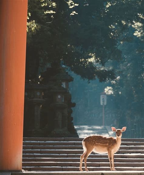 Pin By Hellokelly On Japanese Landscape Japan Photography