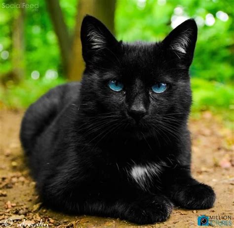 Image - Socialfeed.info-beautiful-black-cat-with-blue-eyes-3.jpg | Animal Jam Clans Wiki ...