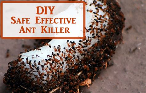 DIY Safe Effective Ant Killer – DIY Scoop