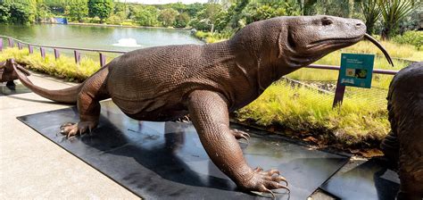 Komodo Dragons And Humans Size