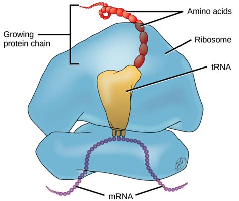 9.4 Translation – Concepts of Biology – H5P