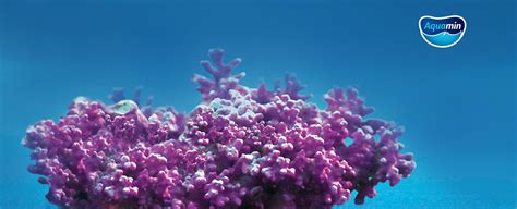 Aquamin®: a multi-mineral complex that is an ally for our health - Alesco