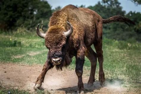 Are Bison Dangerous Why Keeping Your Distance Matters Wildlife Informer