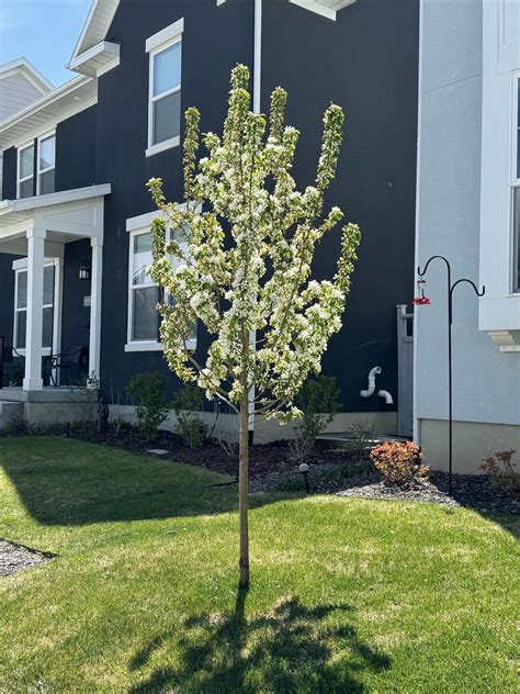 Tree Identification Rsaltlakecity