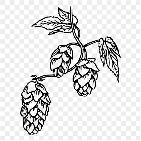 Beer Hop Plants Images Free Photos PNG Stickers Wallpapers