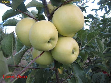 Яблоня Папировка Описание Сорта Фото – Telegraph
